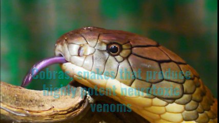 The World's 5 Deadliest Snakes (cobra species)