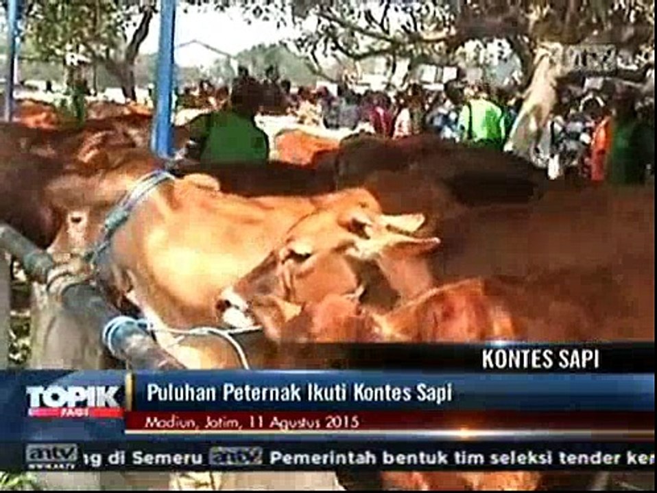 Puluhan Peternak Ikut Kontes Sapi