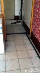 tom and jerry in real life!!! cat not doing its job!