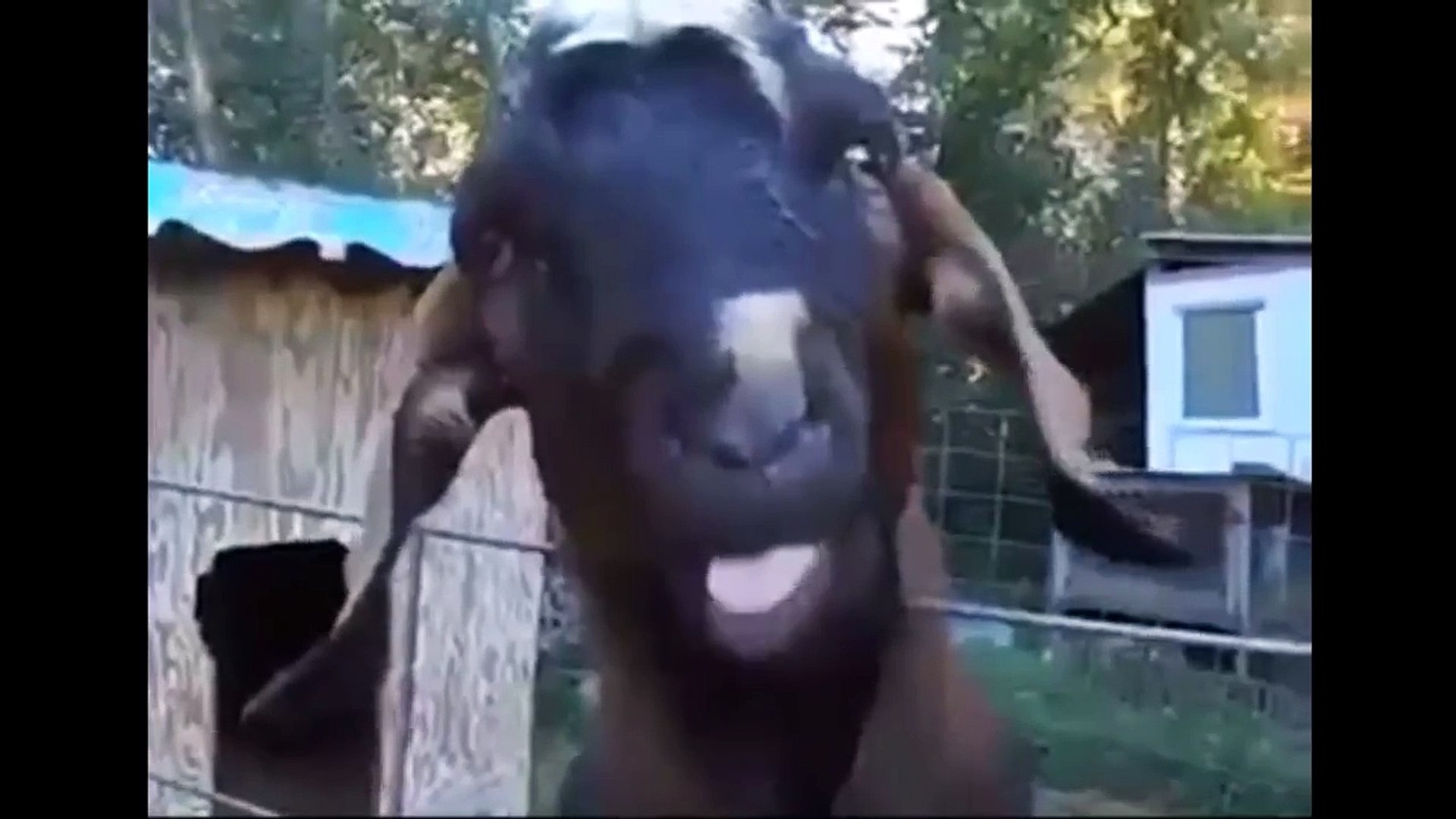 Bakra eid funny videos sale