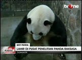 Seekor Panda di Chengdu Lahirkan Sepasang Bayi