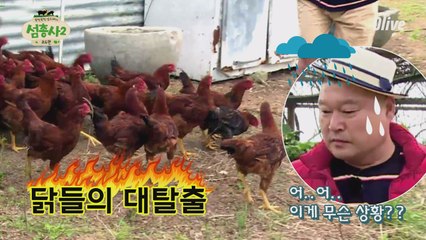 난리난 닭들의 대탈출! 강호동 진심 당황