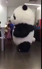 Fat Panda Getting Stuck At The Door