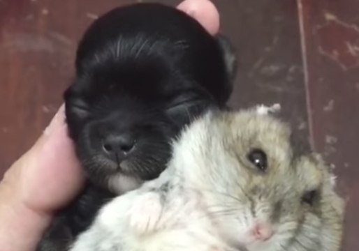 Tiny Pup and Hamster Friend Snuggle in Owner’s Hand