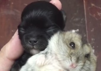 Tiny Pup and Hamster Friend Snuggle in Owner’s Hand