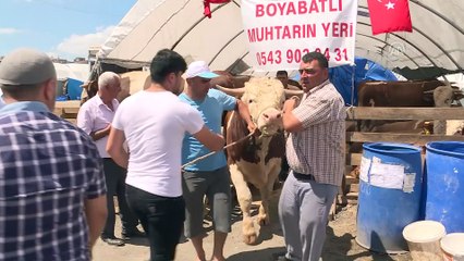 Hayvan pazarlarında Kurban Bayramı hareketliliği - İSTANBUL