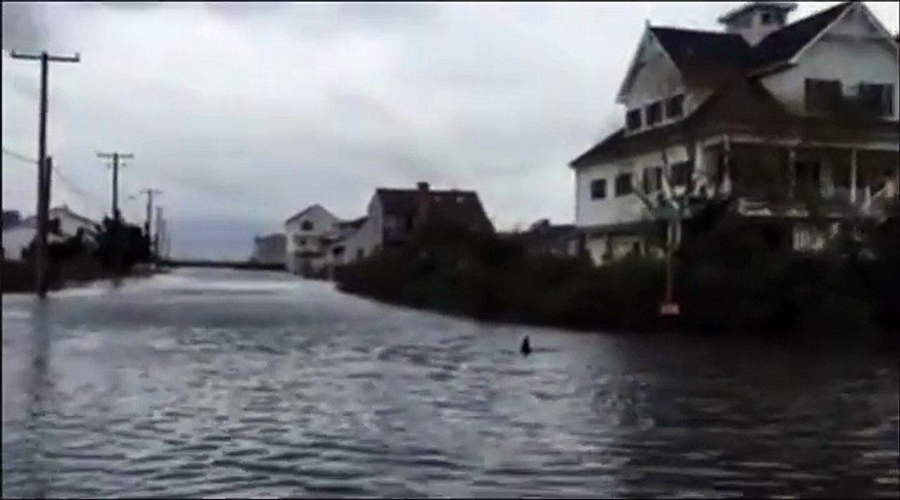 Un requin nage au milieu d'une ville pendant les inondations