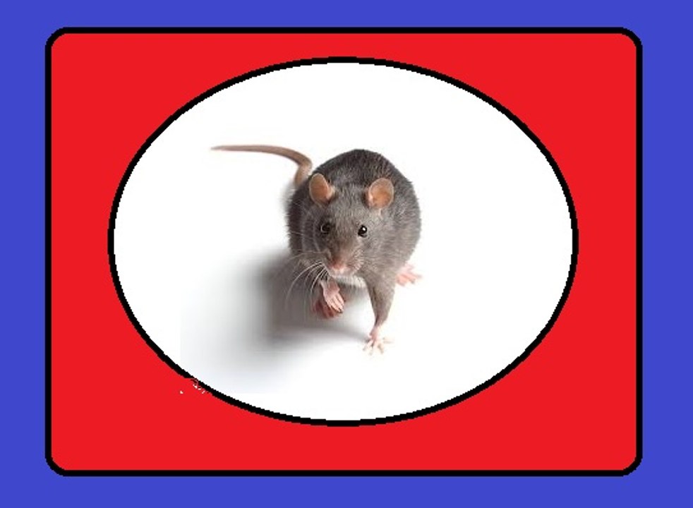 Rodent Repelent For Mice - Deafening Sound