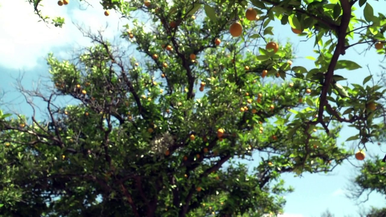 Obst für alle in L.A.