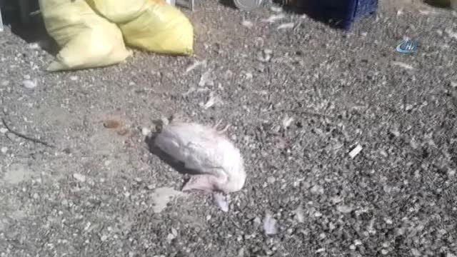 Aç Kalan Köpekler, 40 Tavuk ile 10 Hindiyi Telef Etti