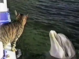 Download Video: Ce chat joue avec les dauphins... Adorable