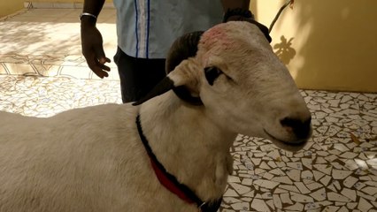 Cette pauvre chèvre à une corne qui lui rentre dans la tête.