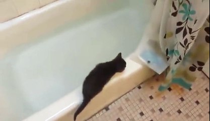 Download Video: Ce chaton se jette dans le bain et va le regretter