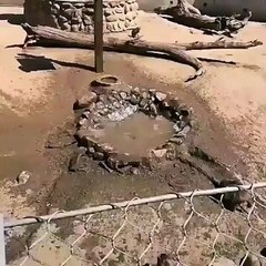 monkeys diving