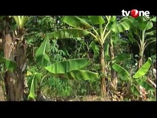 Kekeringan, Buruh Tani Terpaksa Jualan Batang Pisang Kering