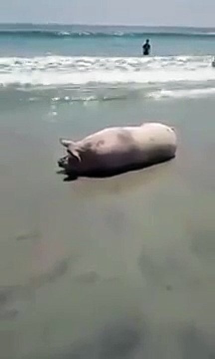 EN EL MAR LA VIDA ES MÁS SABROSA ⛱