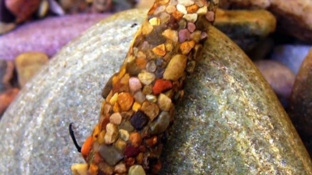 Amazing Creations That Show Why Animals Are Nature’s Greatest Artists