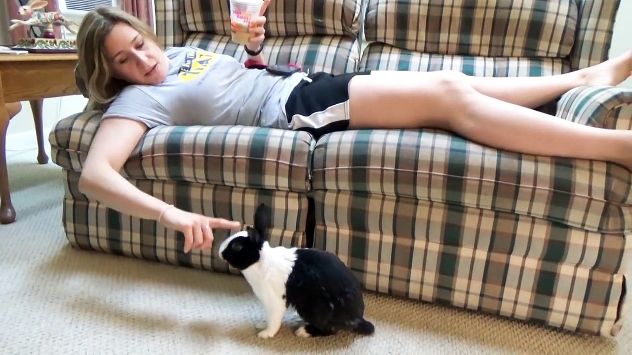 Bad rabbit being tickled then splooting!