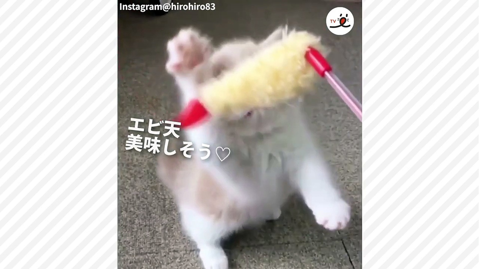 ⁣「えび天」の猫じゃらしを捕まえたい猫ちゃん、しかし…【PECO TV】 (2)