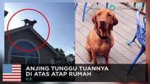 Anjing menunggu tuannnya dengan cara unik - TomoNews