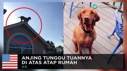 Скачать видео: Anjing menunggu tuannnya dengan cara unik - TomoNews