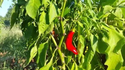 Biber Salçasının Sofraya Zahmetli Yolculuğu