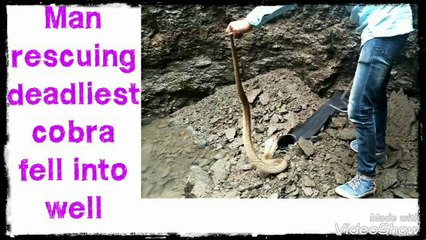 Man rescuing deadliest cobra fell into well and releasing in forest
