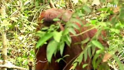 EBS 다큐프라임.180725.270p.mp4