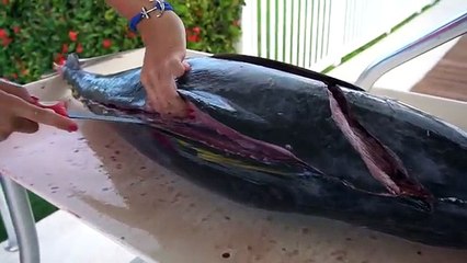 GIANT Tuna! Homemade Sushi (CATCH CLEAN COOK) Lucaya, Bahamas