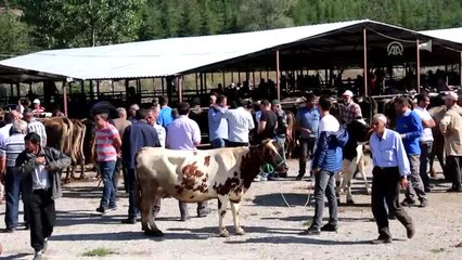 Mudurnu'da Kurbanlıklar Satışa Çıktı - Bolu