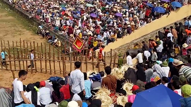 Chọi Trâu Hải Lựu - Lễ hội Chọi trâu Hải Lựu, Vĩnh Phúc năm 2018 tứ kết- chung kết