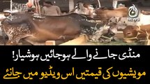 Buyers searching for their acceptable sacrificial animal in cattle market