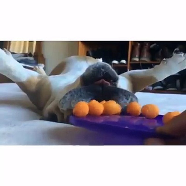 Hungry hungry bulldog   