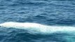Rare White Whale Breaches off Australian Coast Near Brisbane