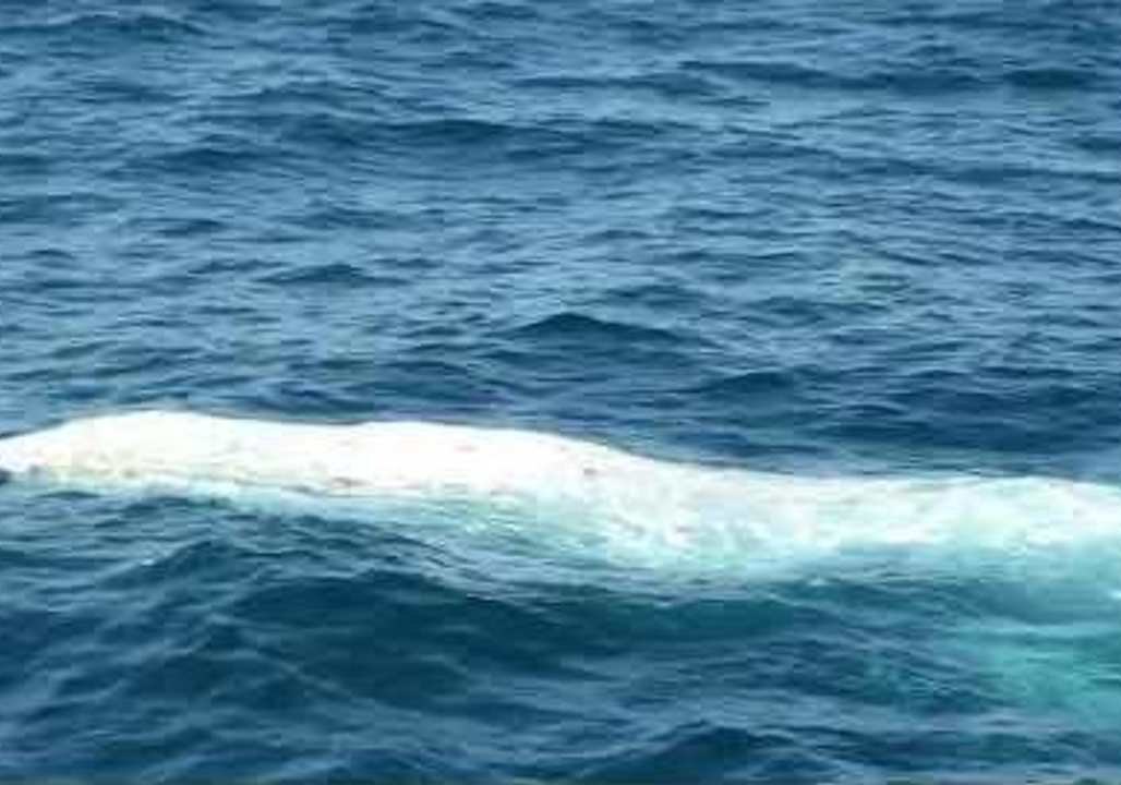 Rare White Whale Breaches off Australian Coast Near Brisbane