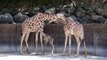The Memphis Zoo  Welcomes a New Baby Giraffe
