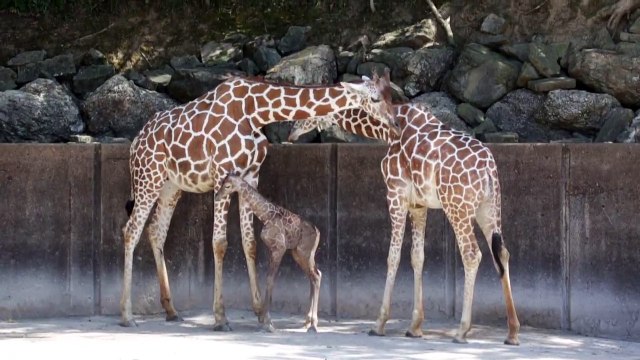 The Memphis Zoo Welcomes a New Baby Giraffe