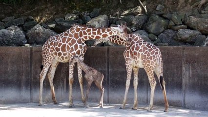 The Memphis Zoo  Welcomes a New Baby Giraffe