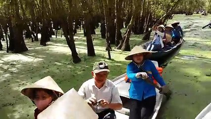 Tra Su cajuput forest - Rừng tràm Trà Sư, An Giang