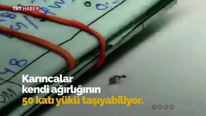 Elmas hırsızı karınca kameraya yakalandı