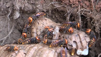 폭염에 개체수 급증...말벌 '주의보' / YTN