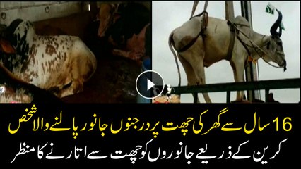 This man has been upbringing sacrificial animals for last 16 years