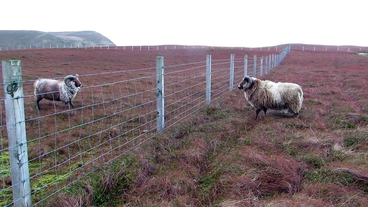 Shetland Rams