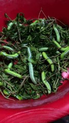 A huge green worms were caught in Amazon jungle