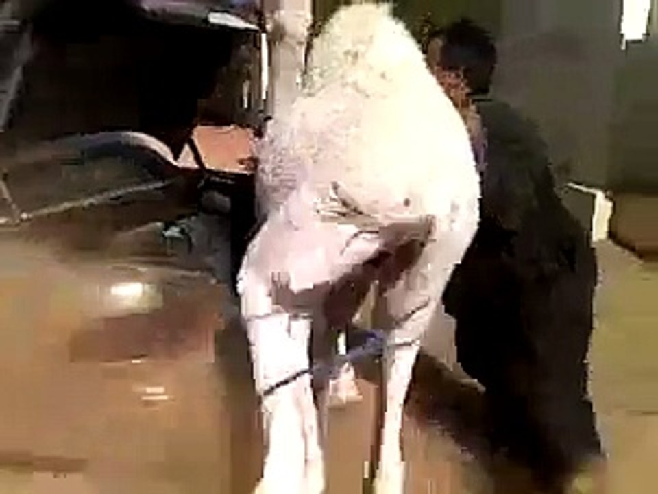 Man Putting Camel in the Car(very funny)