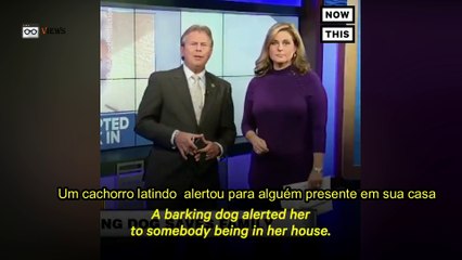 Campanha sugere que americanos troquem armas por cães adotados