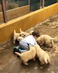 Ce petit n'a aucune chance contre ces petites boules de poils