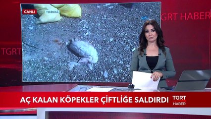 Aç Kalan Köpekler Çiftliğe Saldırdı