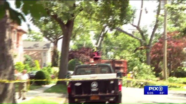 New York Lawmaker Says Parks Department is Ignoring Hundreds of Complaints About Dangerous Trees