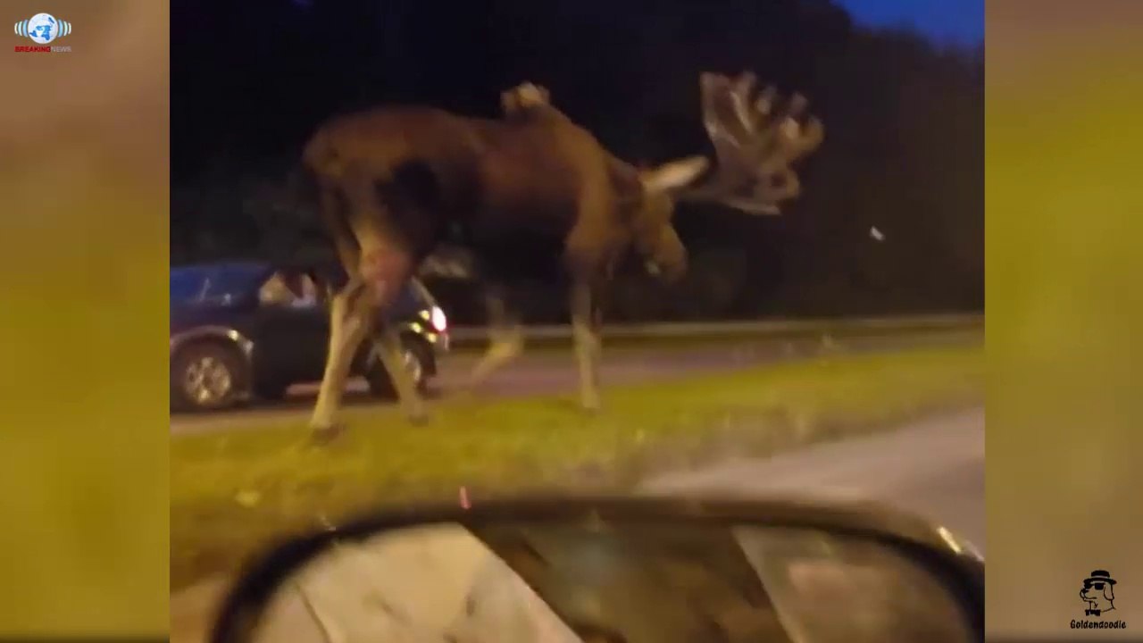 Giant bull moose in Alaska.Monsters are walking among us